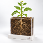 The Root of a Flowering Plant